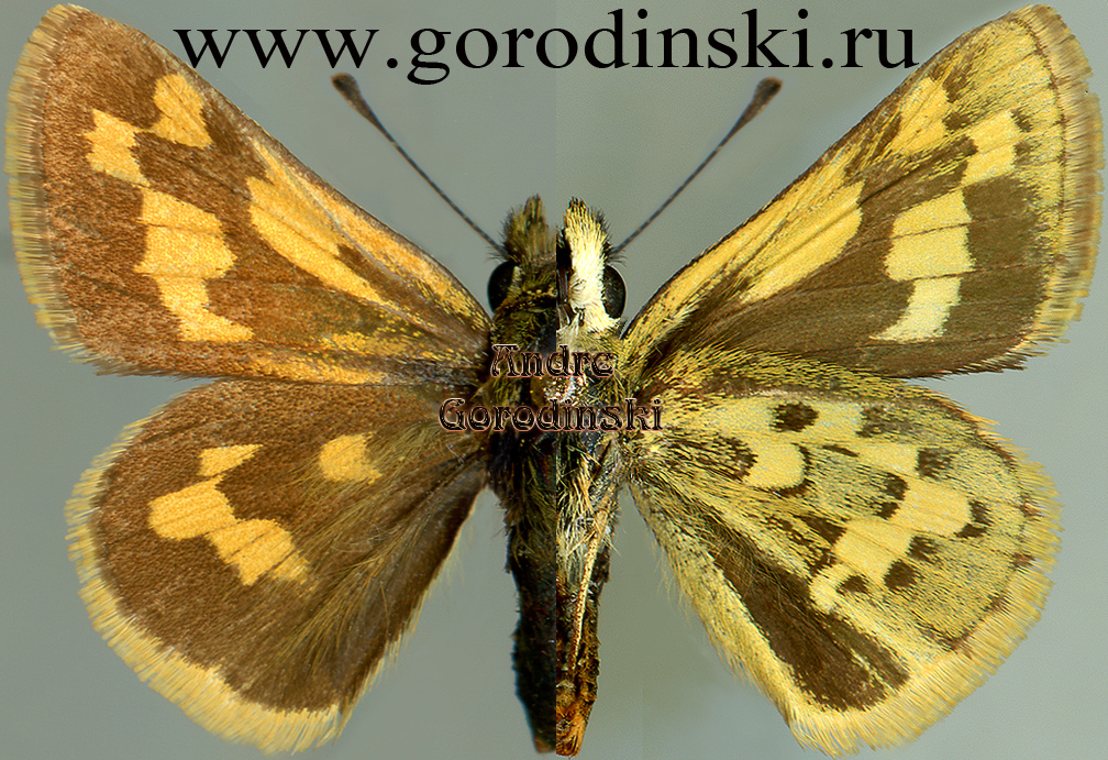 http://www.gorodinski.ru/hesperidae/Taractrocera flavoides.jpg